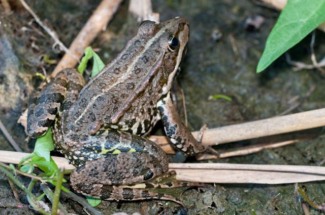 anfibio 3 - Pelophylax sp. (Lazio)